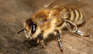 Vabzdžių pasaulio įdomybės: kas yra plėviasparniai ir kodėl jie gelia? | Gyvenimas