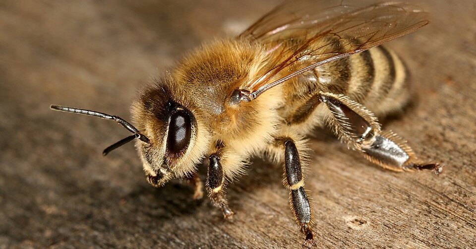 Vabzdžių pasaulio įdomybės: kas yra plėviasparniai ir kodėl jie gelia? | Gyvenimas