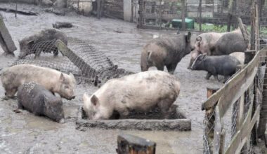 Aptiktas nelegalus kiaulių ūkis: lauke laikytos kiaulės kėlė grėsmę tūkstančiams kitų | Verslas