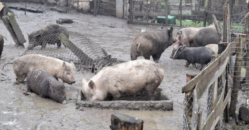 Aptiktas nelegalus kiaulių ūkis: lauke laikytos kiaulės kėlė grėsmę tūkstančiams kitų | Verslas