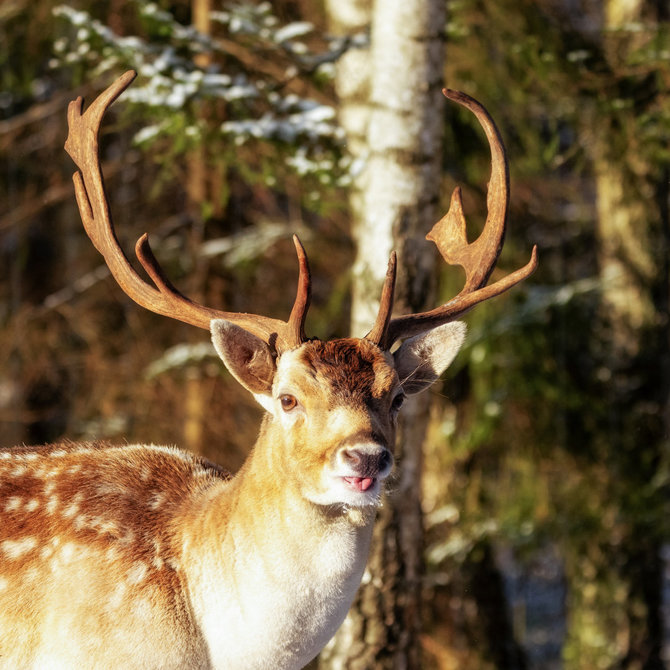 „Perlinių danielių parko“ archyvo nuotr. / „Perlinių danielių parkas“