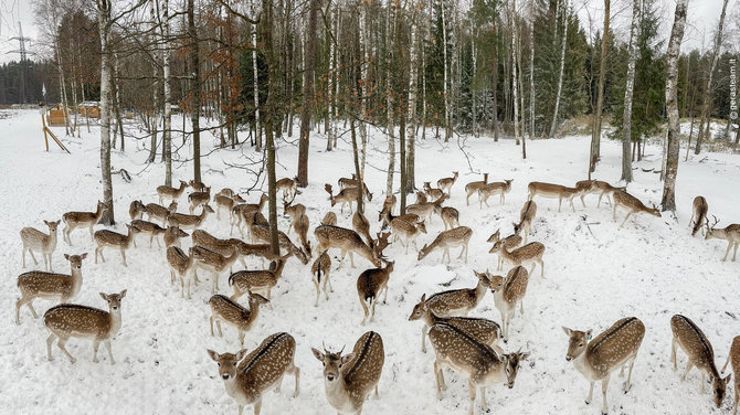 „Perlinių danielių parko“ archyvo nuotr. / „Perlinių danielių parkas“