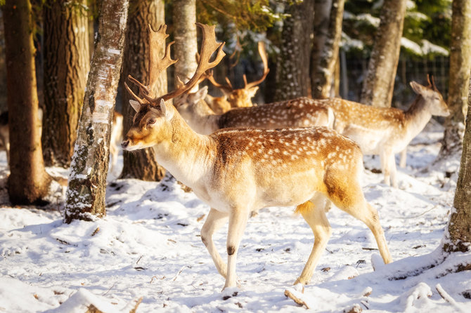 „Perlinių danielių parko“ archyvo nuotr. / „Perlinių danielių parkas“