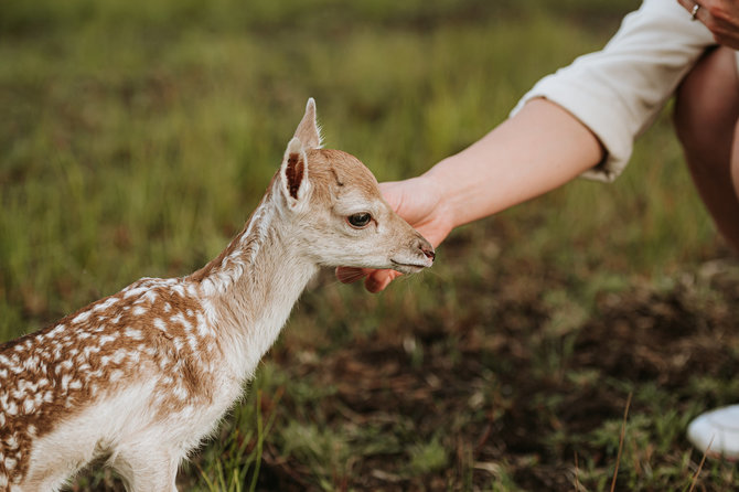 „Perlinių danielių parko“ archyvo nuotr. / „Perlinių danielių parkas“