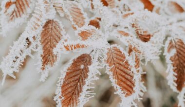 Sinoptikai ragina ruoštis orų pokyčiams: netrukus Lietuvą užklups ne tik šaltis, bet ir sniego lavina