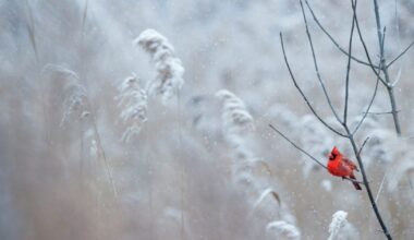 Lietuvą užklups netikėtų orų banga: meteorologai siunčia kritinės svarbos įspėjimą, būtina reaguoti