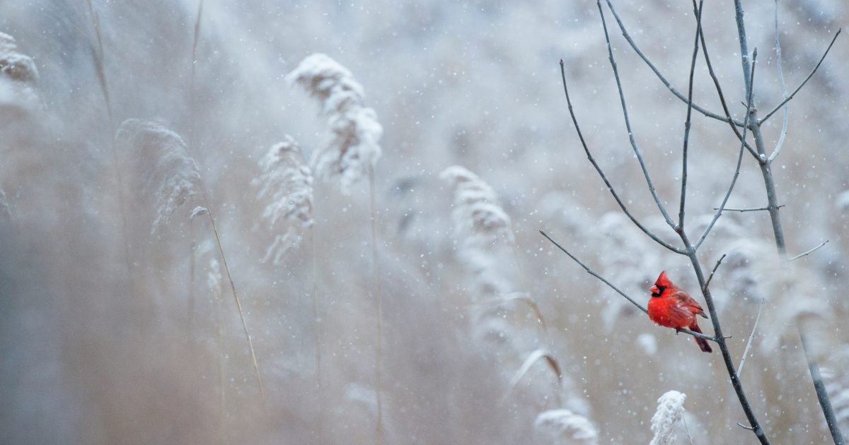 Lietuvą užklups netikėtų orų banga: meteorologai siunčia kritinės svarbos įspėjimą, būtina reaguoti