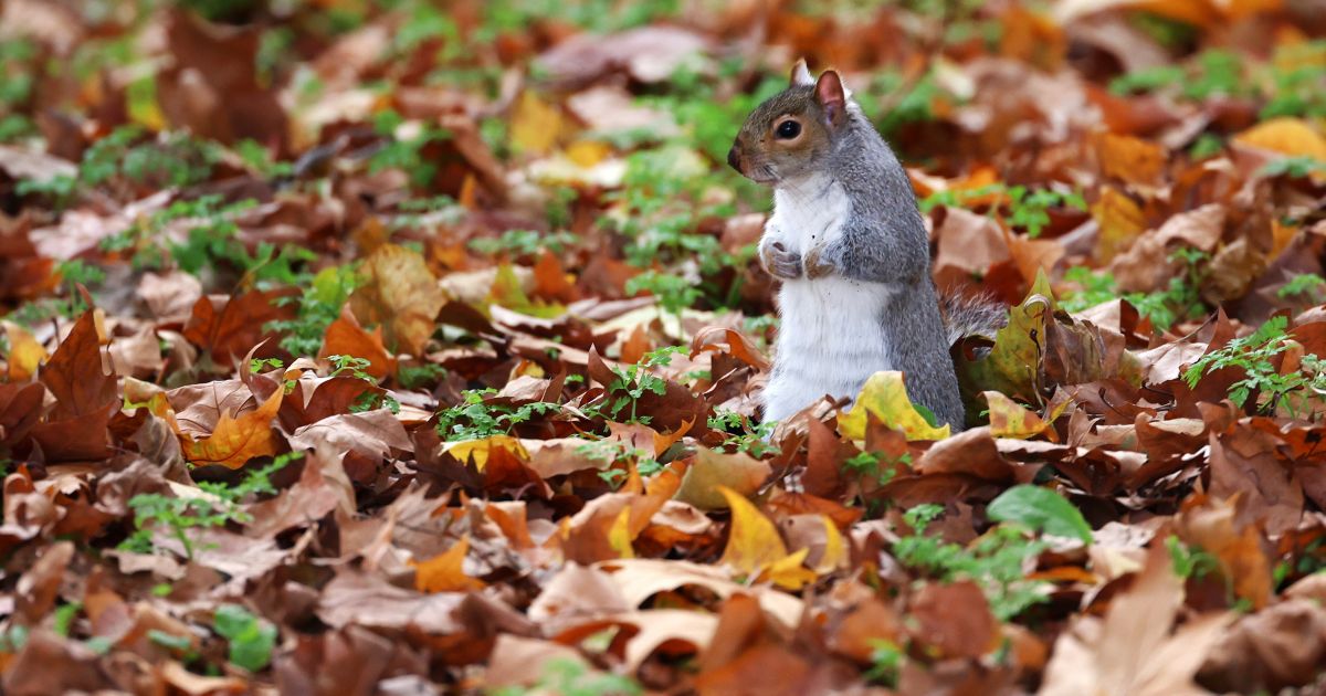 Lapkričio 9 d. vardadieniai ir kitos įdomybės - Respublika.lt