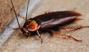 Vyrui žudyti liepė… tarakonas - Respublika.lt