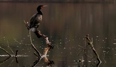 Lapkričio 24 d. vardadieniai ir kitos įdomybės - Respublika.lt