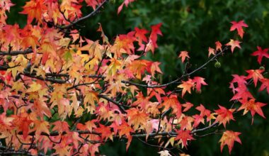 Lapkričio 12 d. vardadieniai ir kitos įdomybės - Respublika.lt