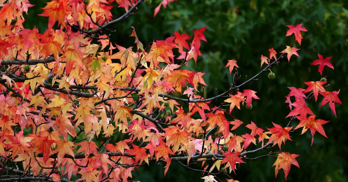 Lapkričio 12 d. vardadieniai ir kitos įdomybės - Respublika.lt