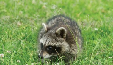 Meškėnas - invazinė rūšis mūsų krašte - Respublika.lt