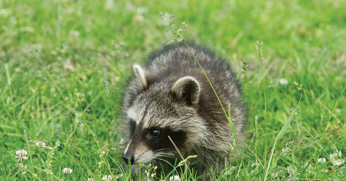 Meškėnas - invazinė rūšis mūsų krašte - Respublika.lt