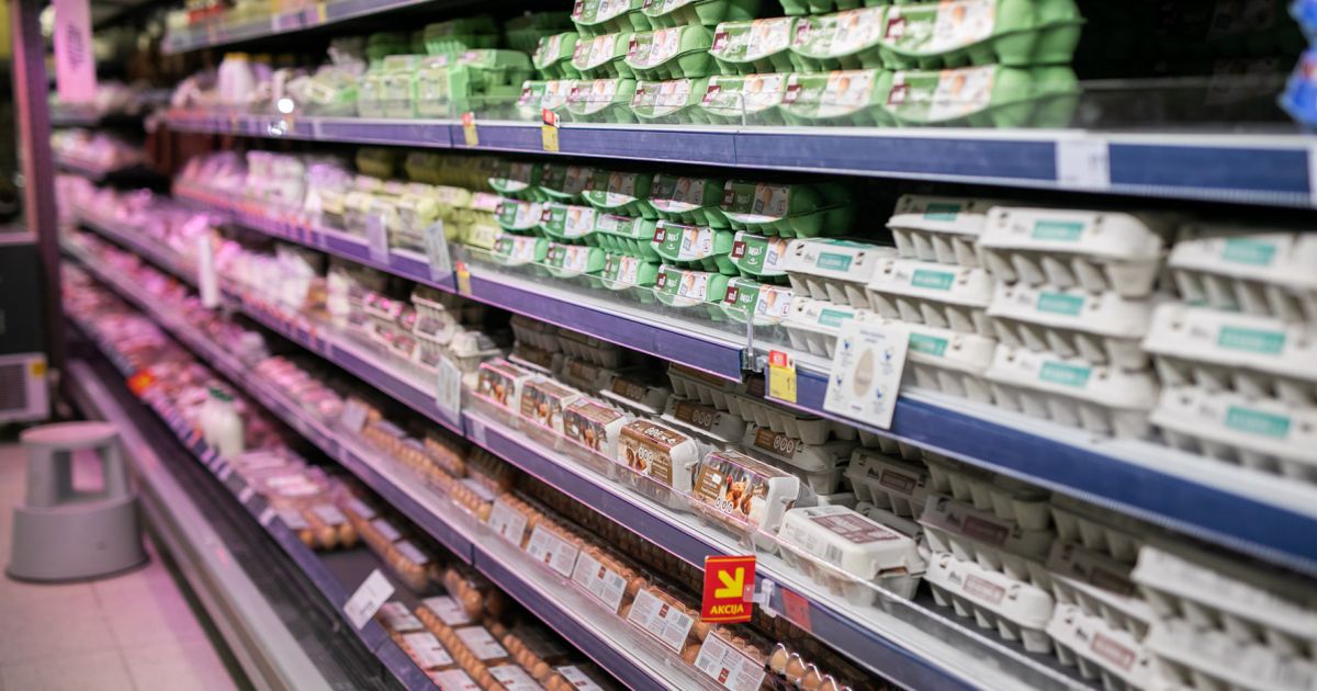 Kur dingo mėgstami kiaušiniai? - Respublika.lt