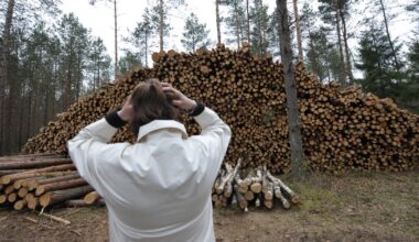 Miškų kelkraščiuose gulintys nupjautų medžių rąstai liūdina visuomenę - Respublika.lt