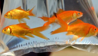 Lapkričio 16 d. vardadieniai ir kitos įdomybės - Respublika.lt