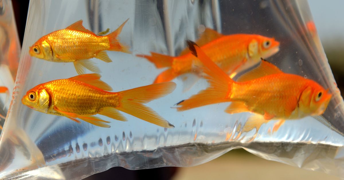 Lapkričio 16 d. vardadieniai ir kitos įdomybės - Respublika.lt