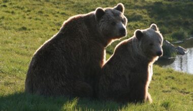 Prašoma karinės pagalbos ginantis nuo žmones puldinėjančių meškų - Respublika.lt