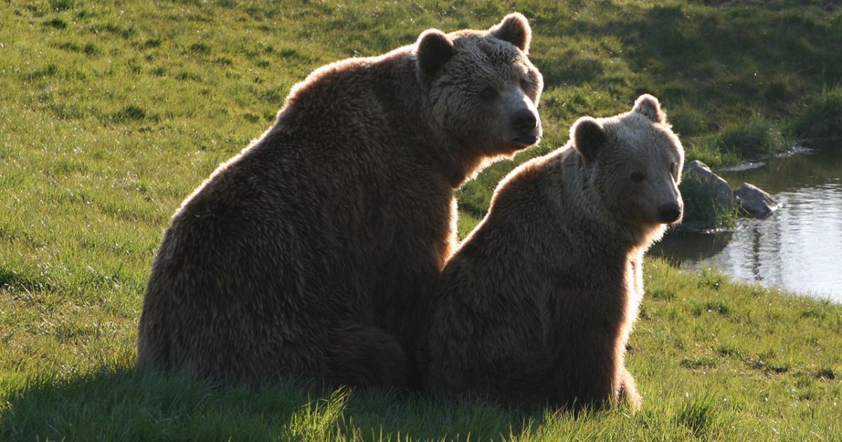Prašoma karinės pagalbos ginantis nuo žmones puldinėjančių meškų - Respublika.lt