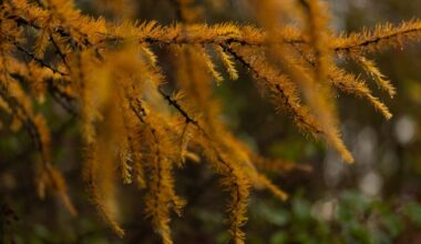 Lapkričio 23 d. vardadieniai ir kitos įdomybės - Respublika.lt