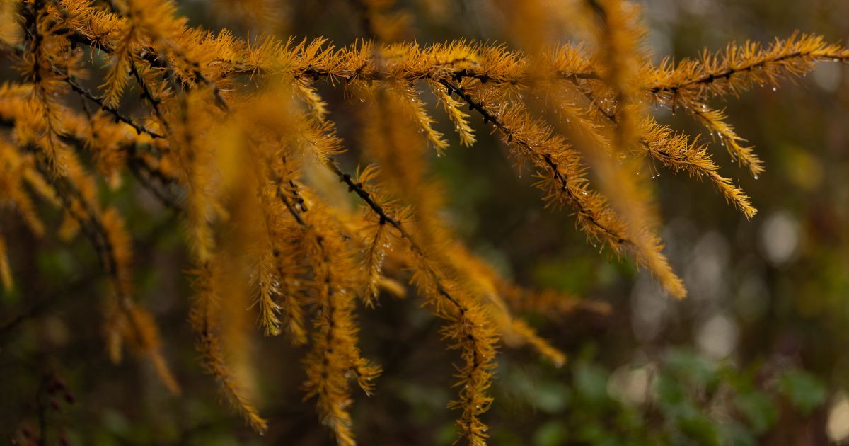 Lapkričio 23 d. vardadieniai ir kitos įdomybės - Respublika.lt