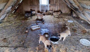 Laimėjus bylą prieš veisėją, konfiskavo 39 šunis - Respublika.lt