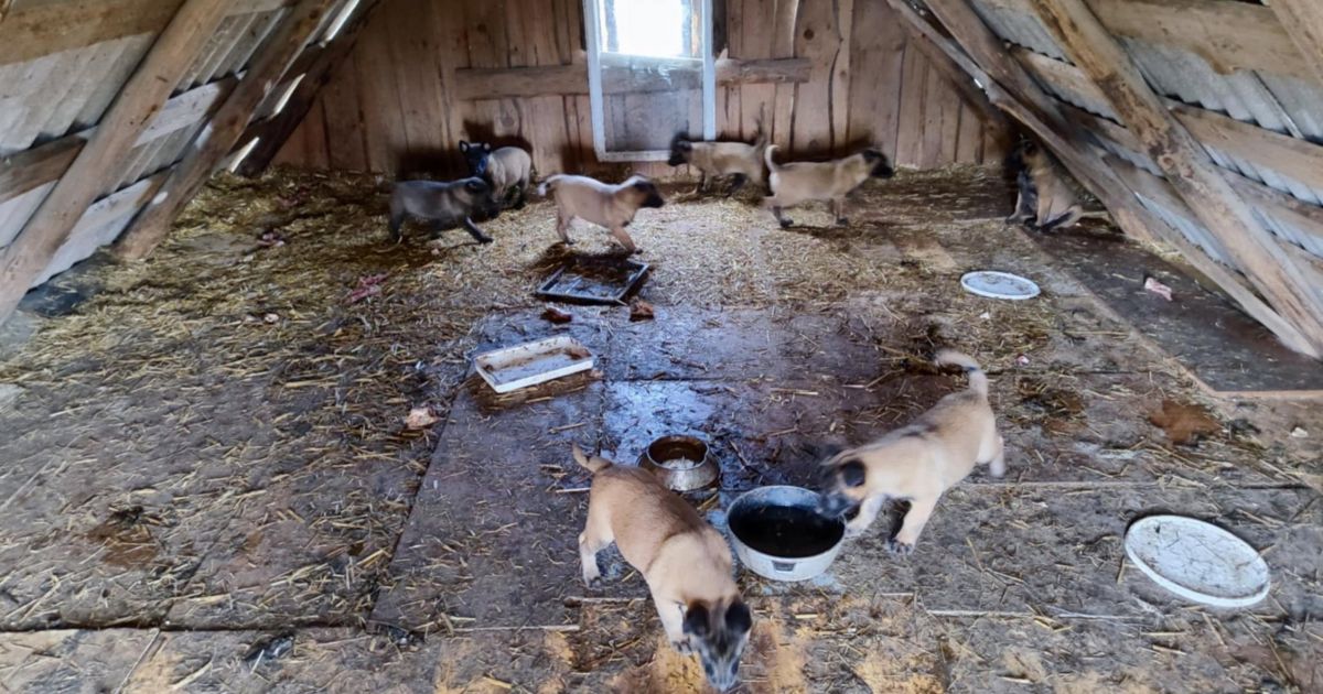 Laimėjus bylą prieš veisėją, konfiskavo 39 šunis - Respublika.lt