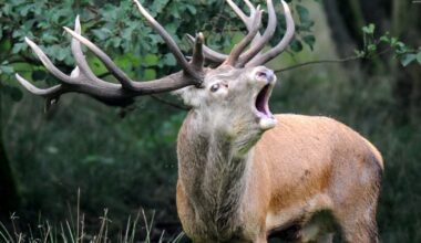 Medžiotojų apetitas nebus žabojamas - Respublika.lt