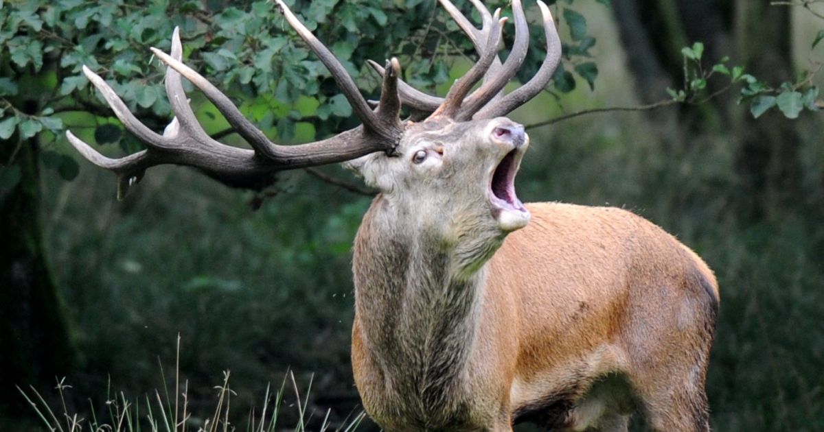 Medžiotojų apetitas nebus žabojamas - Respublika.lt
