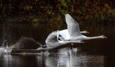 Lapkričio 22 d. vardadieniai ir kitos įdomybės - Respublika.lt