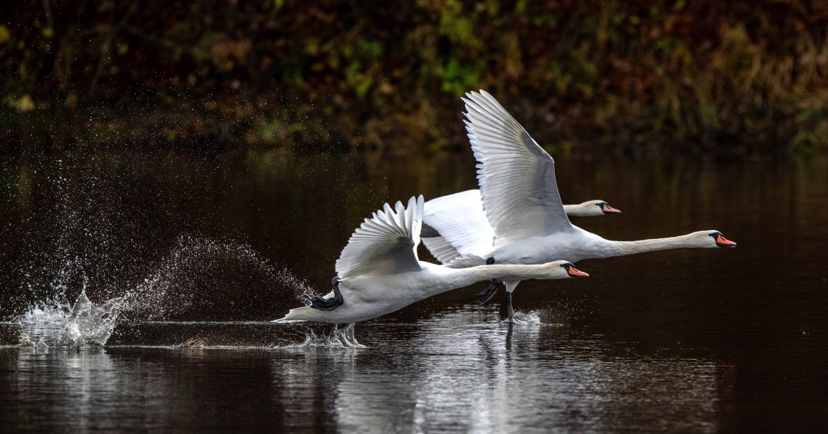Lapkričio 22 d. vardadieniai ir kitos įdomybės - Respublika.lt