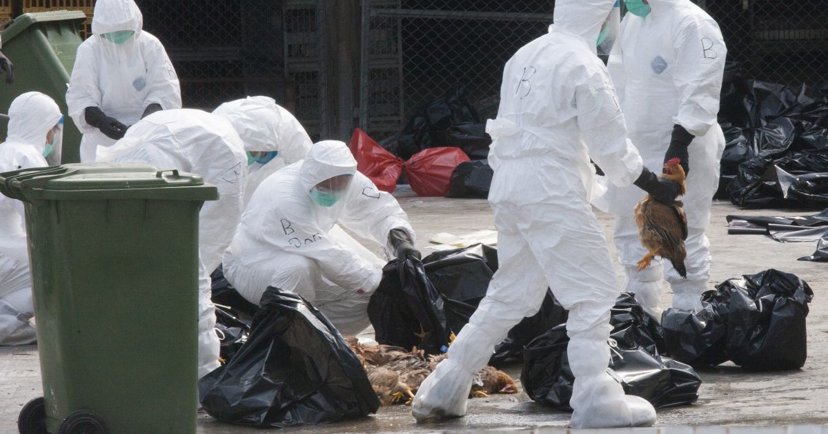 Vokietija nesusitvarko su paukščių gripu - Respublika.lt