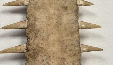 Neteisėtai pardavinėjo saugomo gyvūno dalį: asmeniui pradėta administracinė teisena