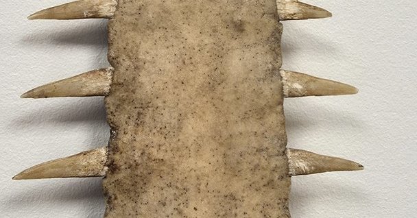 Neteisėtai pardavinėjo saugomo gyvūno dalį: asmeniui pradėta administracinė teisena