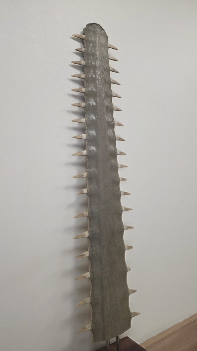 AAD nuotr./Pjūklažuvės rostrumas