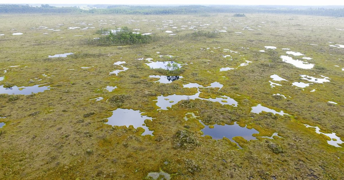 „Neurobikos“ testas: ar žinote 5 didžiausias Lietuvos pelkes? | Gyvenimas