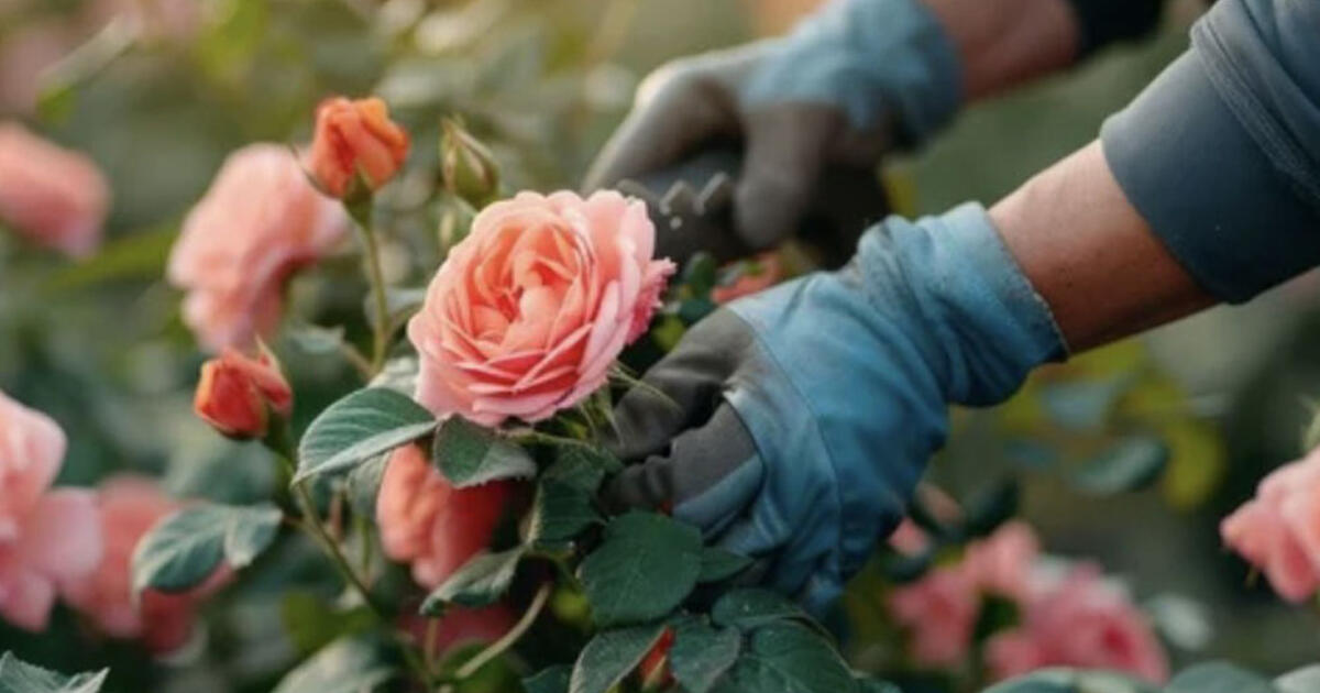 Ar reikia rožes uždengti žiemai: galutinis atsakymas