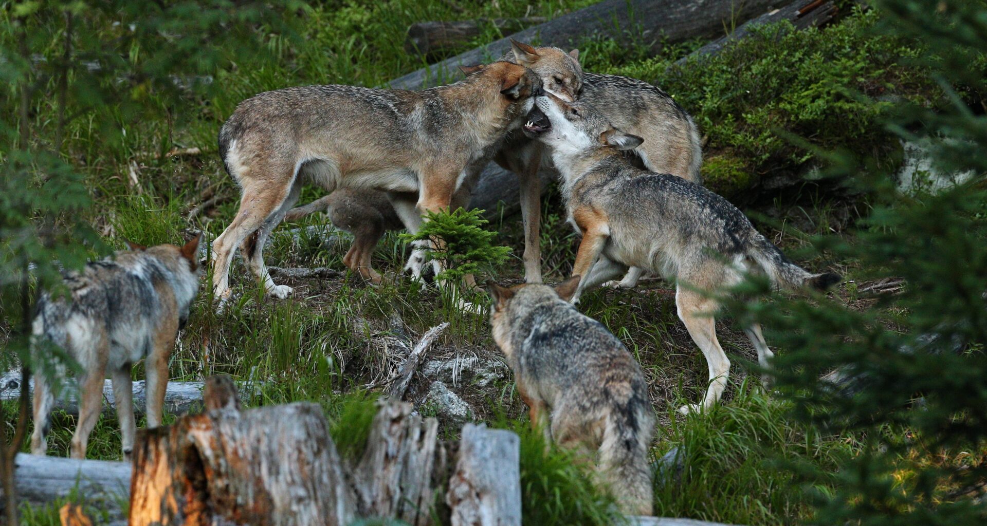 Vilkų populiacijai įtakos turėjo ir koncertina