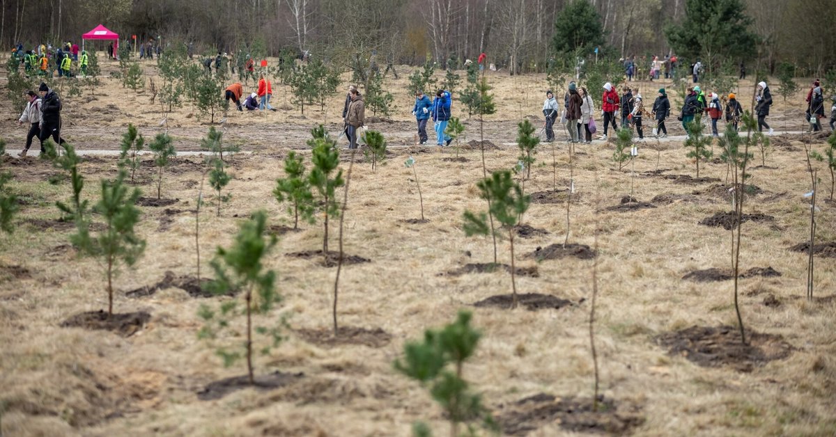 Vilniuje baigiant sodinti mišką Stepono Batoro gatvėje – žaliųjų protestas prieš miesto savireklamą