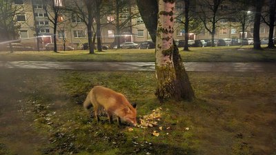 Lapė Viršuliškėse 