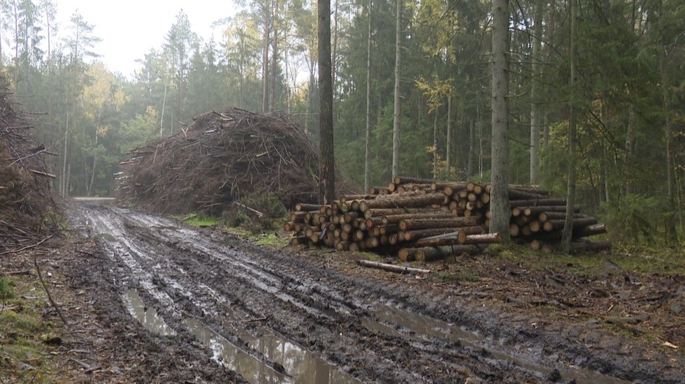 Miškas, medžiai (nuotr. stop kadras)