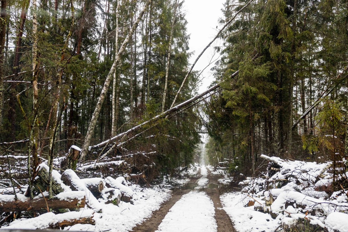 Parodė, kaip dabar atrodo škvalo nusiaubtas rezervatas