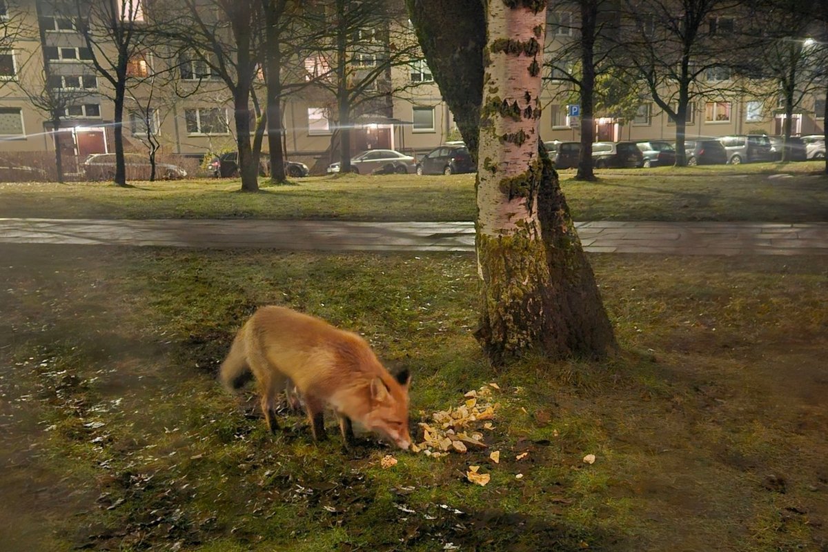 Viršuliškėse vėl apsilankė lapė – užfiksavo, ką ji veikė