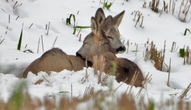 Gamtos fotografo nuotraukos su stirnomis sušildė širdis