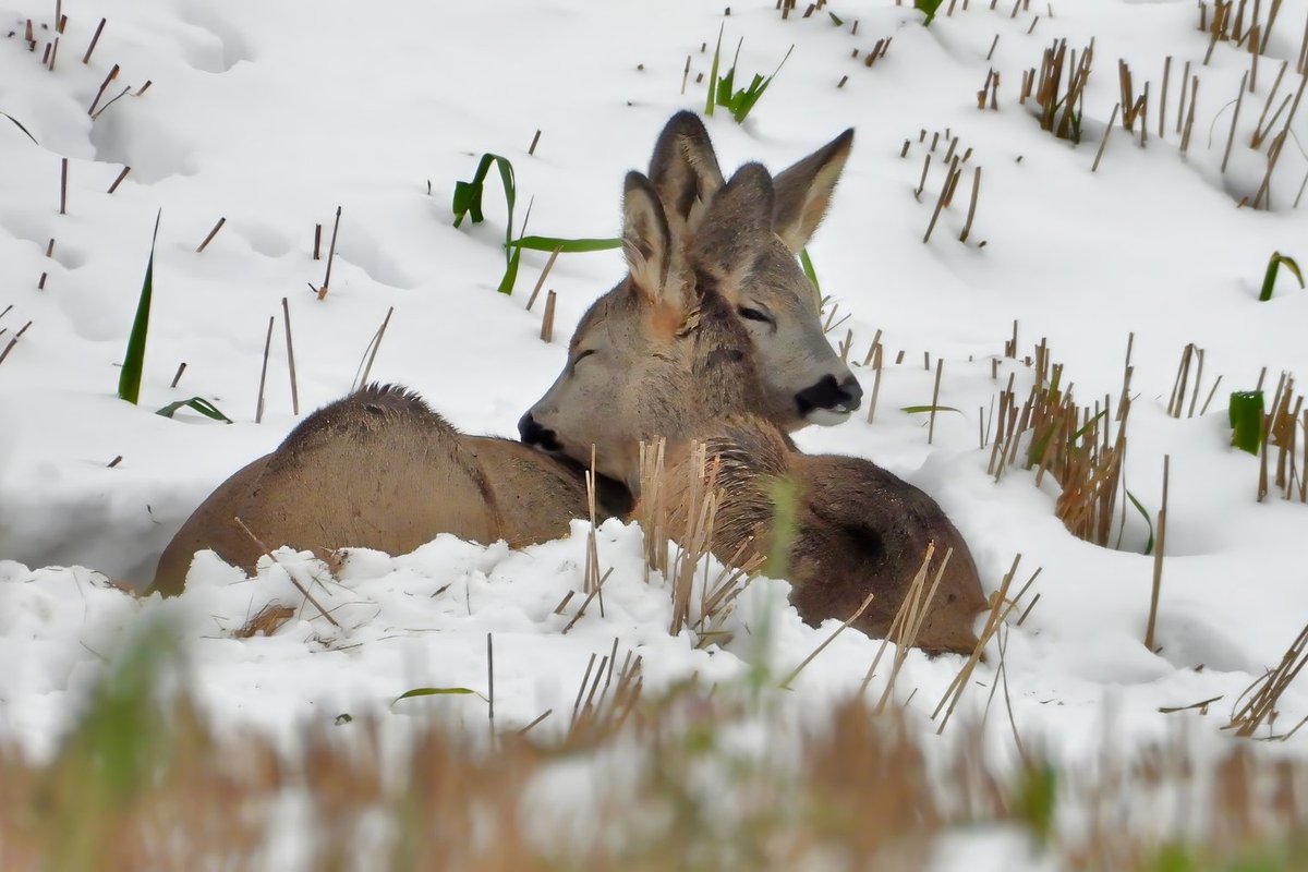 Gamtos fotografo nuotraukos su stirnomis sušildė širdis