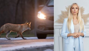 Ar netyčia partrenkus laukinį gyvūną, galima iš jį pasiimti?