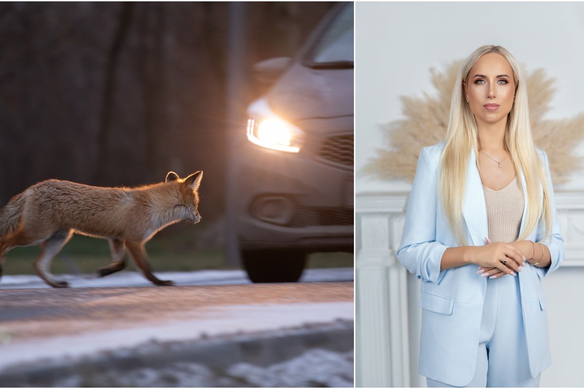 Ar netyčia partrenkus laukinį gyvūną, galima iš jį pasiimti?