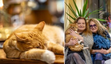 Prieš pat šventes – Birutės Petrikytės numylėto katino „dovanėlė“: Kalėdos atšauktos