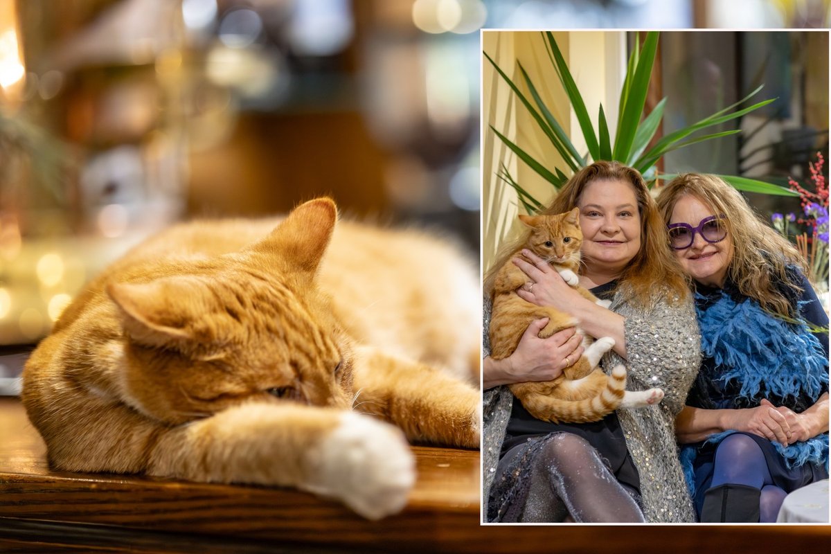 Prieš pat šventes – Birutės Petrikytės numylėto katino „dovanėlė“: Kalėdos atšauktos